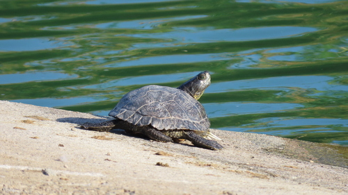 Pond Slider