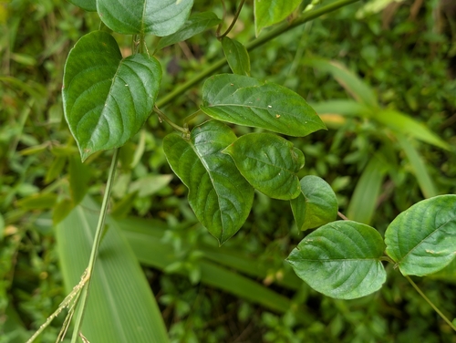Paederia foetida observed 2026-09-20