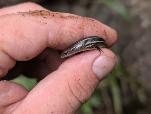 Lampropholis delicata observed 2026-09-20