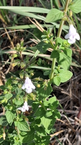 Lesser Calamint
