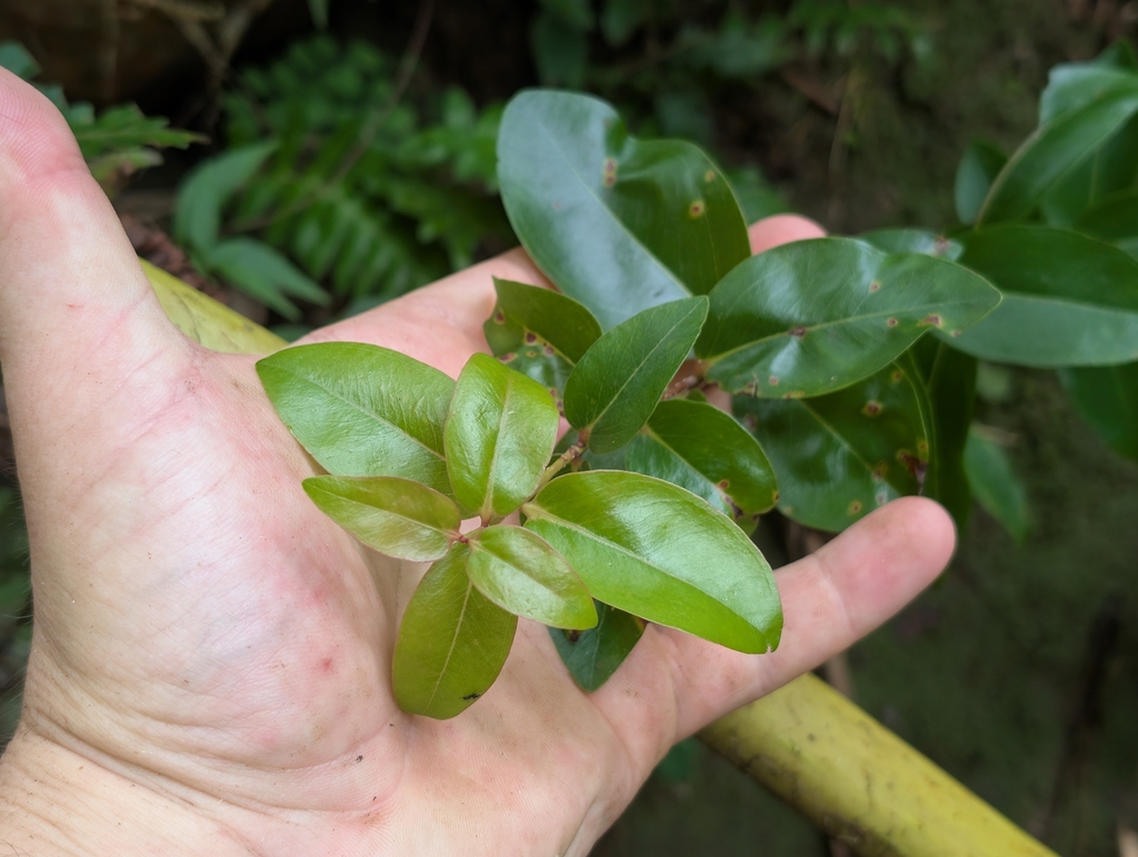 Metrosideros polymorpha; photograph author not stated, no rights reserved