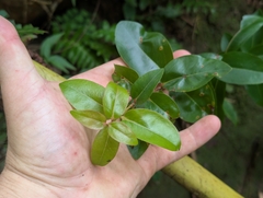 Metrosideros polymorpha