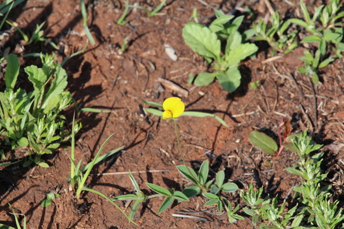 Argyrolobium tuberosum, 2026-09-21
