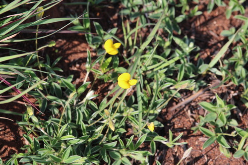 Argyrolobium tuberosum observed 2026-09-21
