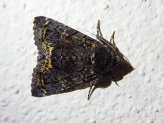 Catephia alchymista