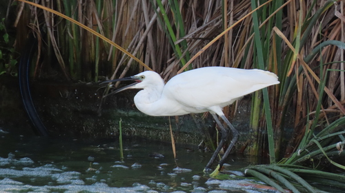 Little Egret