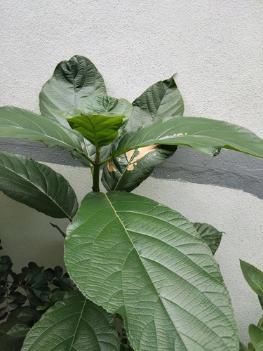 Opposite Leaf Fig