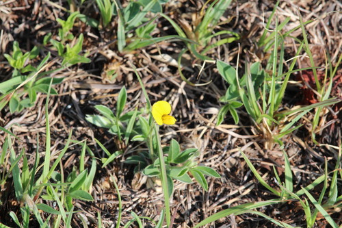 Argyrolobium tuberosum observed 2026-09-21