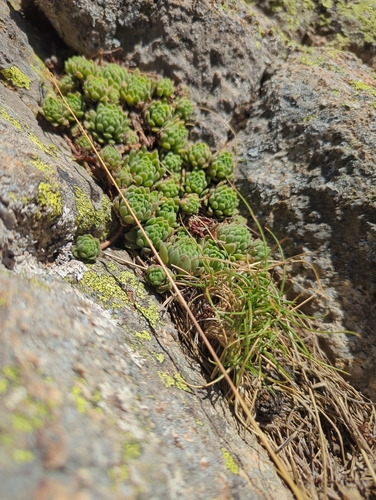 Sempervivum montanum, photograph 1