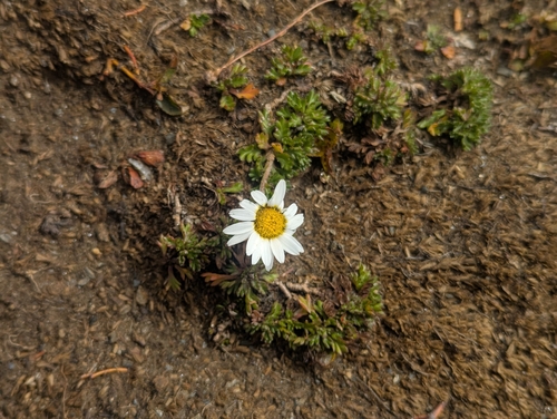 Leucanthemopsis alpina