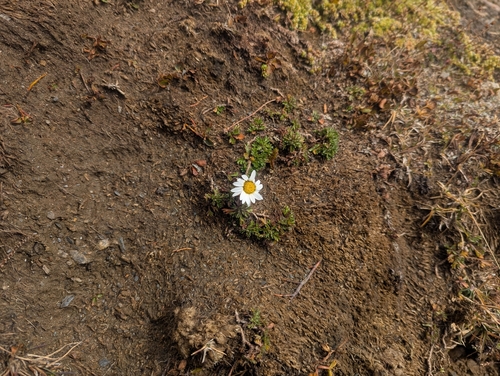 Leucanthemopsis alpina, photograph 1