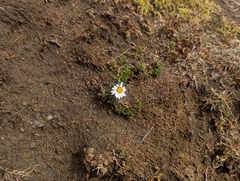 Leucanthemopsis alpina, photograph (c) Elias, some rights reserved (CC BY)