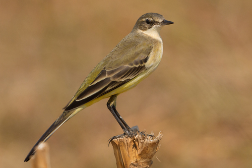 Western Yellow Wagtail
