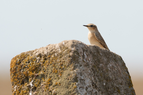 Northern Wheatear