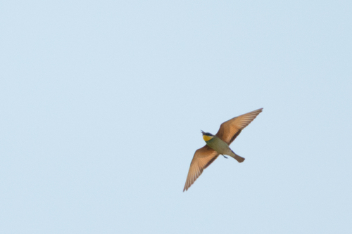 European Bee-eater