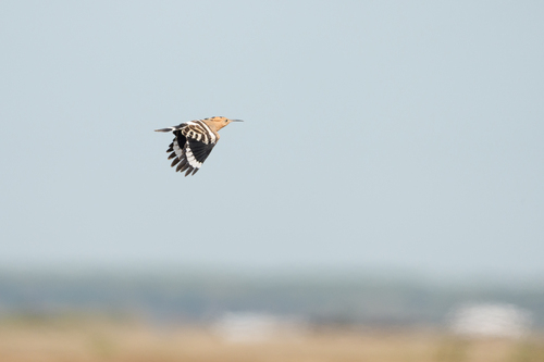Common Hoopoe