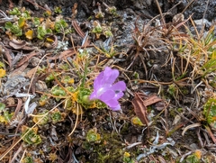 Primula minima