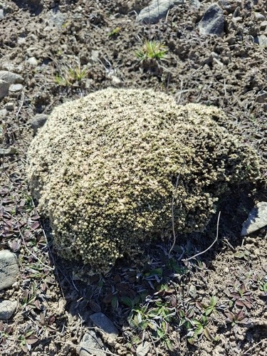Pimelea sericeovillosa observed 2026-09-21