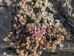 Saxifraga biflora
