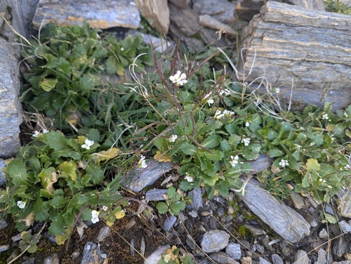 Arabis alpina