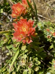 Castilleja wightii