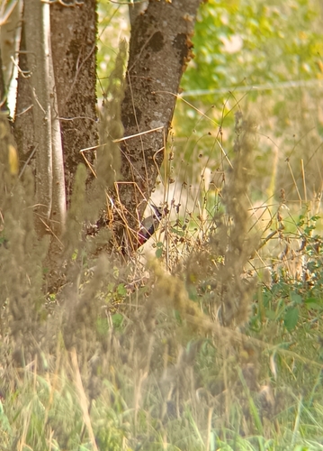 Great Spotted Woodpecker
