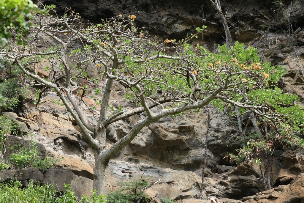 Erythrina sandwicensis; photograph author not stated, no rights reserved