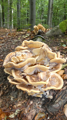 Giant Polypore