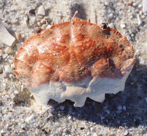 rough rock crab