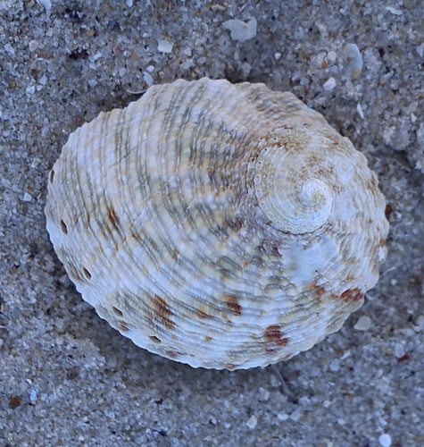 Circular ear shell