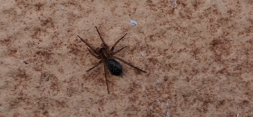 Lycosoides coarctata