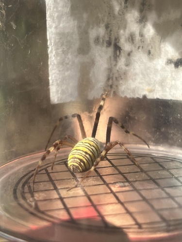 Wasp Spider