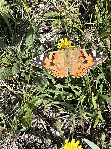 Painted Lady
