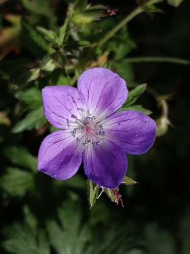 wood crane's-bill