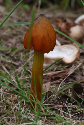 Witch's Hat