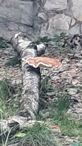 birch polypore