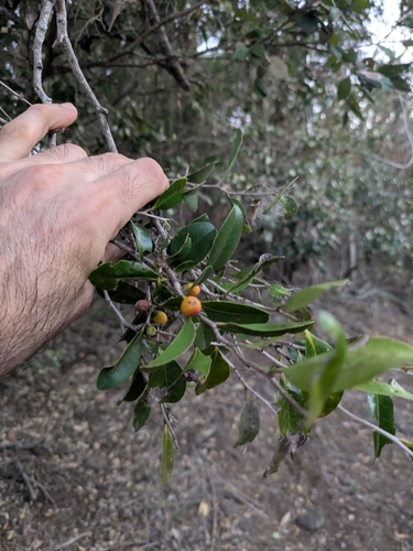 Diospyros geminata