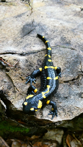 Fire Salamander