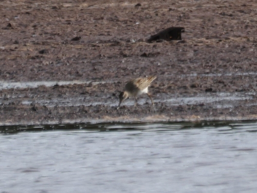 Calidris melanotos observed 2026-09-20