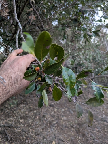 Diospyros geminata, photograph 2