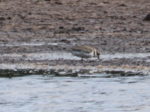 Charadrius, 2026-09-20