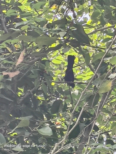 Asian Koel