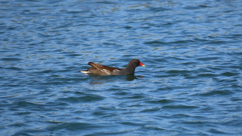 Eurasian Moorhen