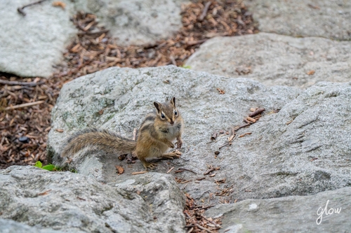 Siberian Chipmunk