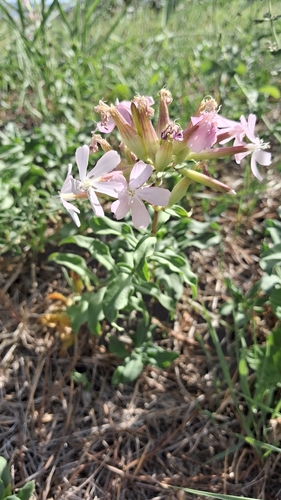 common soapwort