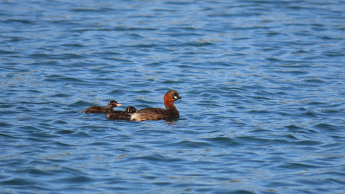 Little Grebe