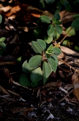 Peperomia leptostachya, photograph author not stated, no rights reserved