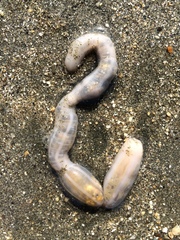 Leptosynapta