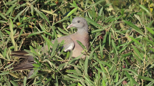 Common Wood-Pigeon