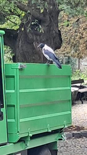 Hooded Crow